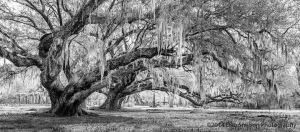 Magnificient-Oak-South-Carolina