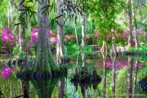 Magnolia-Garden-swamp-spring-azaleas-Charleston-South-Carolina