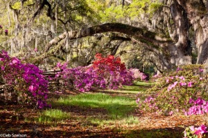 Magnolia-Gardens-Charleston-SC-South-Carolina-1