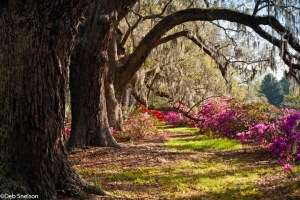 Magnolia-Gardens-Charleston-SC-South-Carolina-3