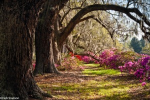 Magnolia-Gardens-Charleston-SC-South-Carolina-3