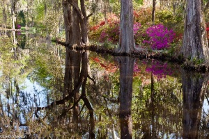 Magnolia-Gardens-Charleston-SC-South-Carolina-4
