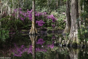 Magnolia-Gardens-Charleston-SC-South-Carolina-5
