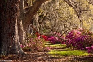 Magnolia-Gardens-Charleston-SC-South-Carolina-arch