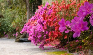 Magnolia-Gardens-Charleston-SC-South-Carolina-azalea-path-2