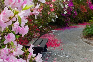 Magnolia-Gardens-Charleston-SC-South-Carolina-azalea-path