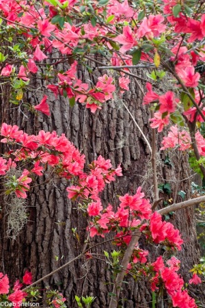 Magnolia-Gardens-Charleston-SC-South-Carolina-azalea-wrap