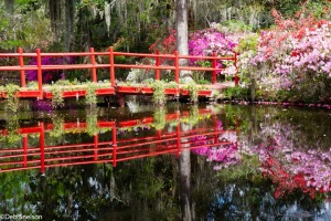 Magnolia-Gardens-Charleston-SC-South-Carolina-azaleas