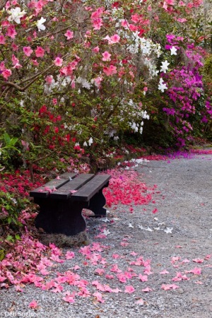 Magnolia-Gardens-Charleston-SC-South-Carolina-blossoming-path