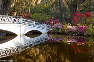 Magnolia-Gardens-Charleston-SC-South-Carolina-bridge