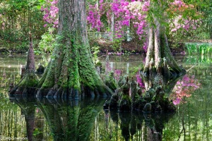 Magnolia-Gardens-Charleston-SC-South-Carolina-cypress