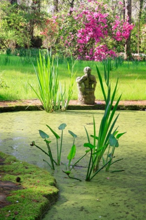 Magnolia-Gardens-Charleston-SC-South-Carolina-pond-contemplation
