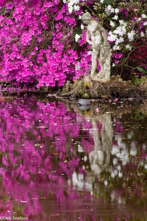 Magnolia-Gardens-Charleston-SC-South-Carolina-reflection-2