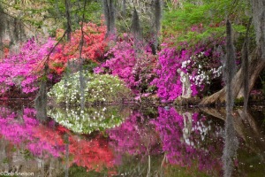 Magnolia-Gardens-Charleston-SC-South-Carolina-reflection