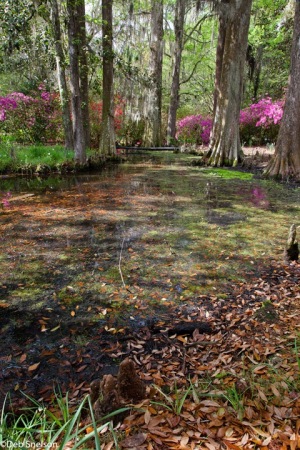Magnolia-Gardens-Charleston-SC-South-Carolina-swamp
