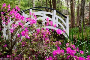 Magnolia-Gardens-Charleston-SC-South-Carolina-wedding-bridge