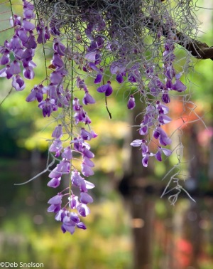 Magnolia-Gardens-Charleston-SC-South-Carolina-wisteria-2