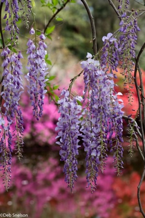 Magnolia-Gardens-Charleston-SC-South-Carolina-wisteria-3