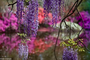 Magnolia-Gardens-Charleston-SC-South-Carolina-wisteria-and-azaleas