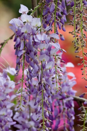 Magnolia-Gardens-Charleston-SC-South-Carolina-wisteria