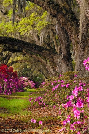 Magnolia-Gardens-Live-Oaks-and-Azaleas-Spring-Charleston-South-Carolina