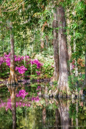 Magnolia-Gardens-Swamp-Charleston-South-Carolina