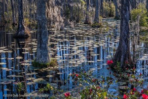 Sunrise-Garden-Reflections-Cypress-Garden-Charleston-South-Carolina