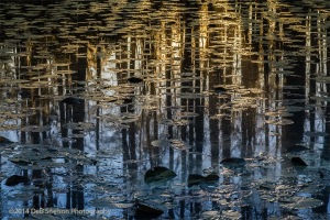 Sunrise-Reflections-Cypress-Garden-Charleston-South-Carolina