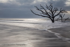 steely-cold-morning-Botany-Bay-Edisto-Island-Boneyard-lone-tree-South-Carolina-Charleston