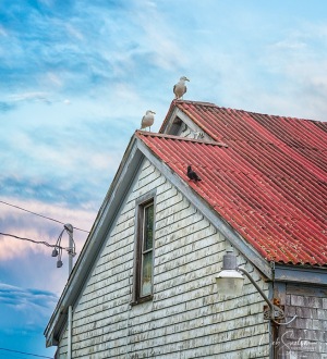 Cedar-Shingles-in-Lubec-Maine