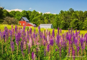 Lupines-and-Barn-Wiscasset-Maine