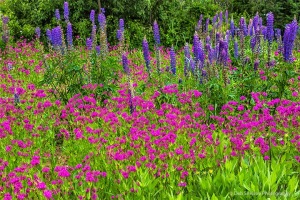 Roadside-Garden-East-Maine