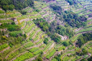 Terraces-near-Corniglia-in-Cinque-Terre-Italy