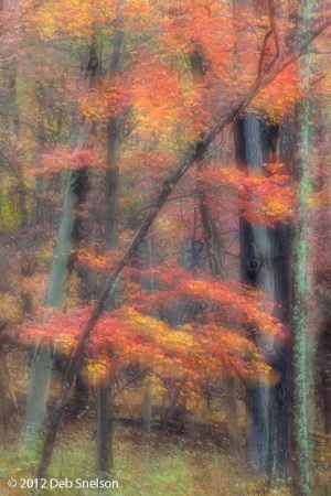 Orange-foliage-Worthington-Nat-Forest-Delaware-Water-Gap-New-Jersey-Fall-foliage-October-2012-Autumn-NJ