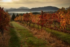 Discover Charlottesville