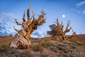 Bristlecone_Pine_Forest_at_Dusk_California