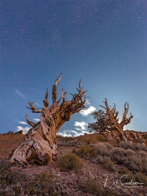 Starry_Night_in_the_Bristlecone_Pine_Forest_California