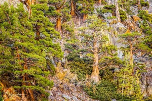 Tree_Mural_Lundy_Canyon_Eastern_Sierra_California