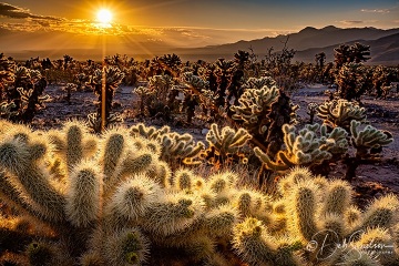 Cholla-Garden-Sunrise-Joshua-Tree-National-Park