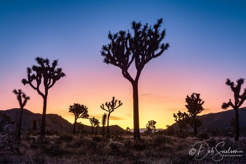 Sunrise-In-Joshua-Tree-National-Park