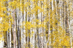 Aspen_Stand_in_Autumn_at_Kebler_Pass_Colorado