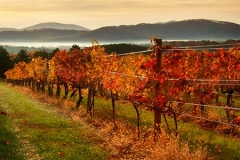 Autumn on the Vine
