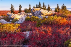 Blueberry_brilliance_Dolly_Sods_West_Virginia