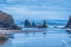 Coquille_Point_Beach_Blue_Hour_Bandon_Oregon