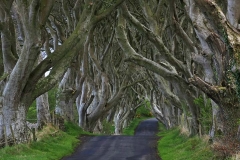 Dark Hedges - Antrim