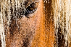 Icelandic_Horse_Up_Close