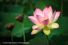Lotus_Bloom_Glow_Kenilworth_Aquatic_Gardens_Washington_DC