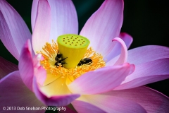 Lotus_Bloom_with_bees_Kenilworth_Aquatic_Gardens_Washington_DC