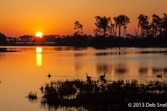 Sunrise_Chincoteague_Island_Assateague_National_Wildlife_Refuge_Virginia_Eastern_Shore_Marsh_geese_silhouettes_tranquility_golden