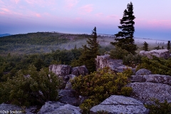 Thin_fog_at_Sunrise_Dolly_Sods_Wilderness_West_Virginia
